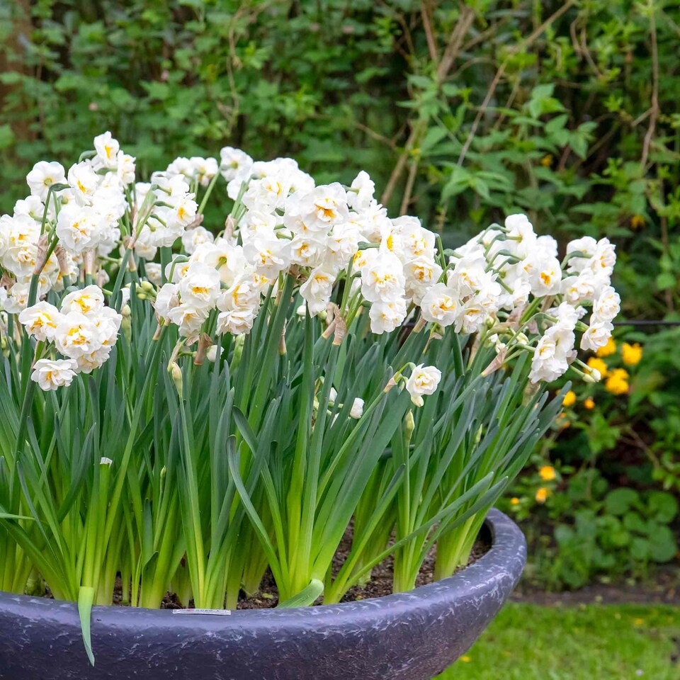 image 1 of Marshalls Garden Daffodil Bulbs 'Bridal Crown' 10 Bulbs