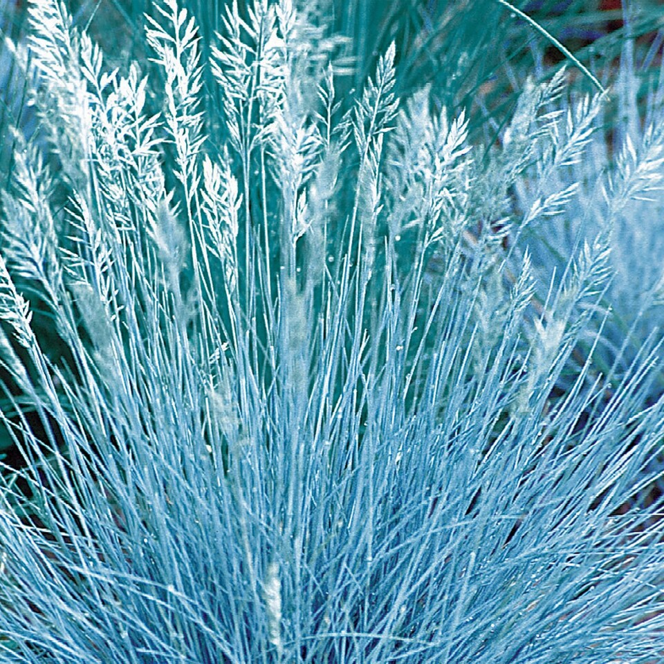 image 1 of Ornamental Grass Festuca Blue Select | Multi | Blue, White | Flower Seeds | 1