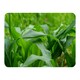 image 1 of Green Leaves corn fields as background (Blanket)