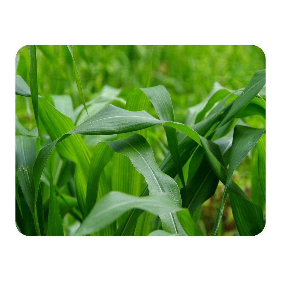 image 1 of Green Leaves corn fields as background (Blanket)