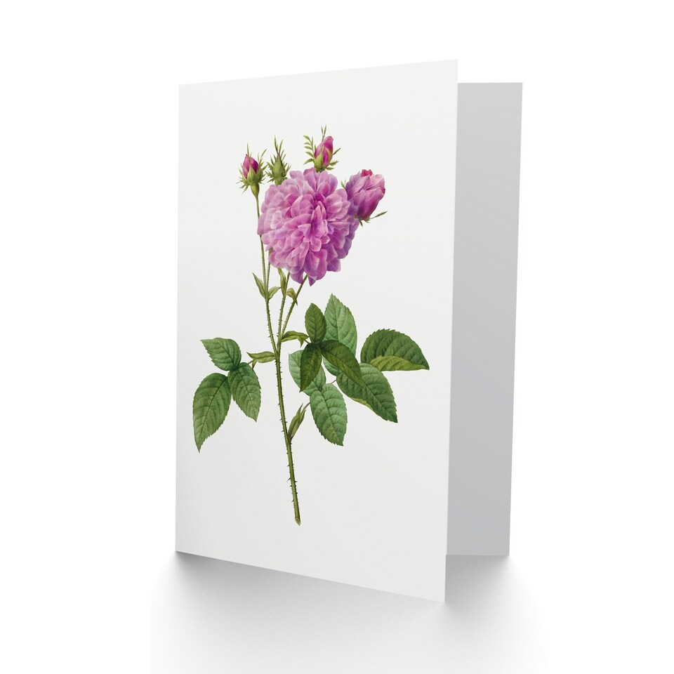 image 1 of Pierre-Joseph Redouté Art Card Agatha Rose Vintage Floral