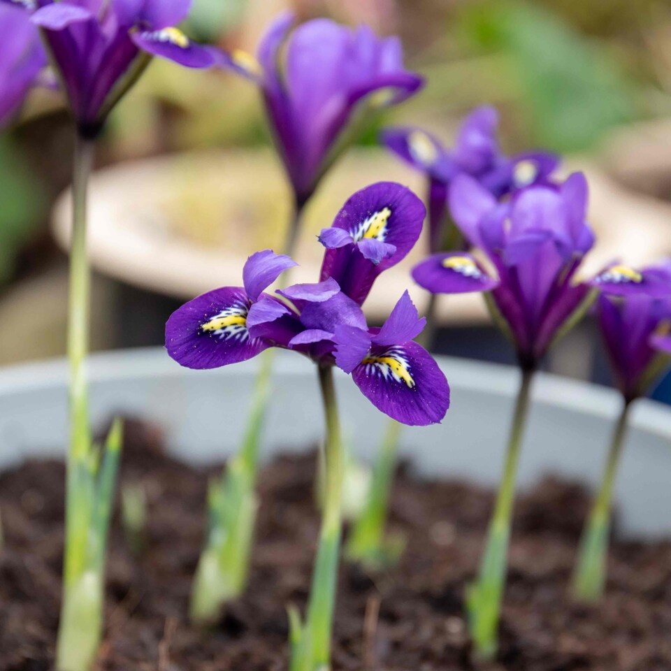 image 1 of Marshalls Garden Iris Bulbs 'Harmony' - 20 Bulbs, Early Spring Blue Flowers