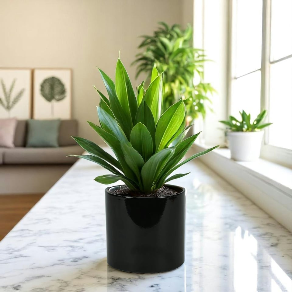 image 1 of Modern Glossy Black Ceramic Indoor Planter, Cachepot - H13 x W13.5cm Black