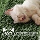 image 5 of Yaheetech Cactus-Designed Cat Tree  with Natural Sisal Green/Brown