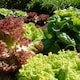 image 2 of Carbeth Plants Lettuce Mixed Vegetable Plant - 6 pack - Easy Grow Kitchen Garden