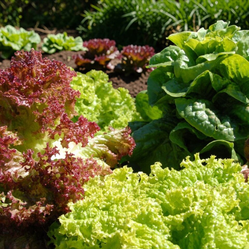 image 1 of Carbeth Plants Lettuce Mixed Vegetable Plant - 6 pack - Easy Grow Kitchen Garden
