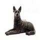 image 2 of German Shepherd Plant Pot Feet - Set of 3 - L8 x W11.5 x H7.5 cm Brown