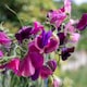 image 7 of Sweet Pea Bubble Gum Mix | Multi | Mixed | Flower Seeds | 1