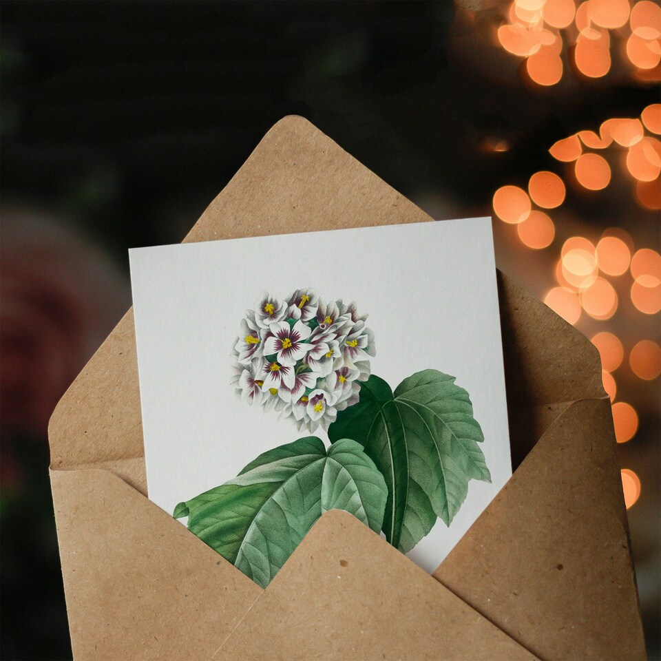 image 1 of Pierre-Joseph Redouté Art Card White Dombeya Amelia Flowers