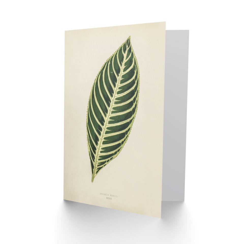 image 1 of Benjamin Fawcett Art Card Vintage Botanical Tiger Plant Leaf