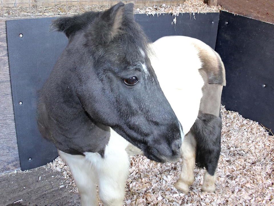 image 1 of Stable Wall Mat EVA Foam Protection 6ft x 4ft x 10mm