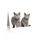 image 2 of Cat Lover British Shorthair Kittens Animal Photograph Greeting Card