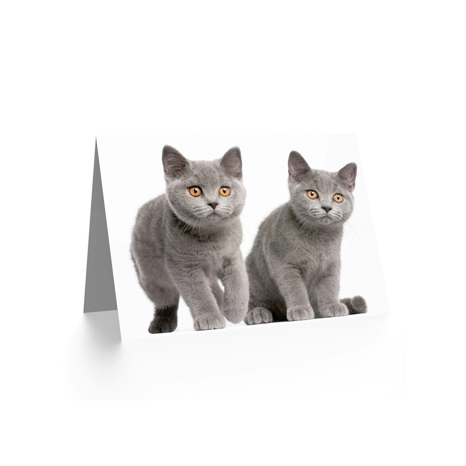 image 1 of Cat Lover British Shorthair Kittens Animal Photograph Greeting Card