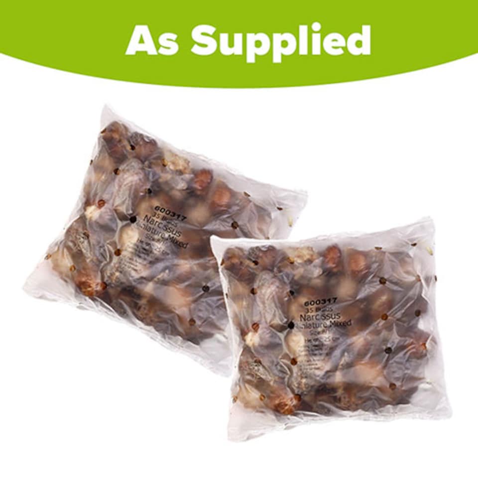 image 1 of YouGarden Narcissus Miniature Bulbs, Pack of 70 Bulbs, Autumn Planting for Spring Flowering
