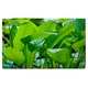 image 5 of Green leaf background abstract of nature (Bathroom Set)