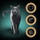 image 3 of Sheba Perfect Portions Adult Wet Cat Food Trays Salmon in Pate 6 x 37.5g (Pack of 8)