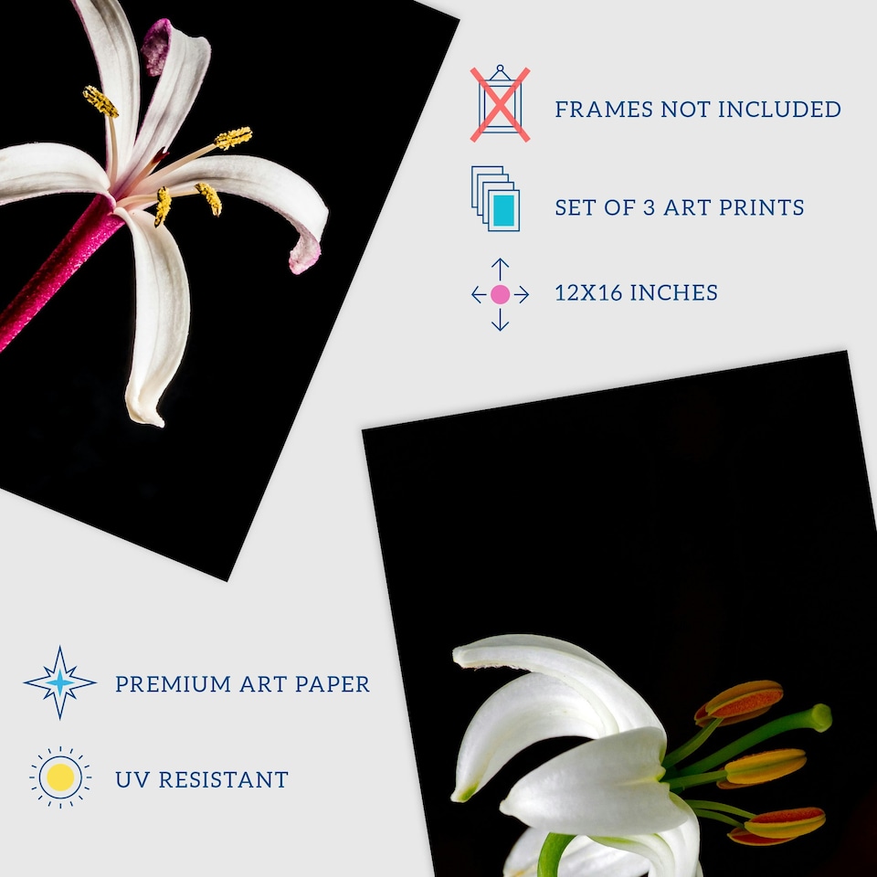 image 1 of Set of 3 Macro Photo Flower Bloom Petal Anther Stem Photography Black Wall Art Prints 12x16 Inch
