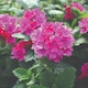 image 1 of Verbena Nana Compacta Magenta Flower Seeds - Long Flowering Carpet of Colour (60 Seeds)