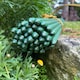 image 5 of Plastic Coated Metal Garden Plant Support Sticks (60cm) - Pack of 40