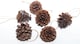 image 5 of St Helens Brown Hanging Pinecones - Set Of 6