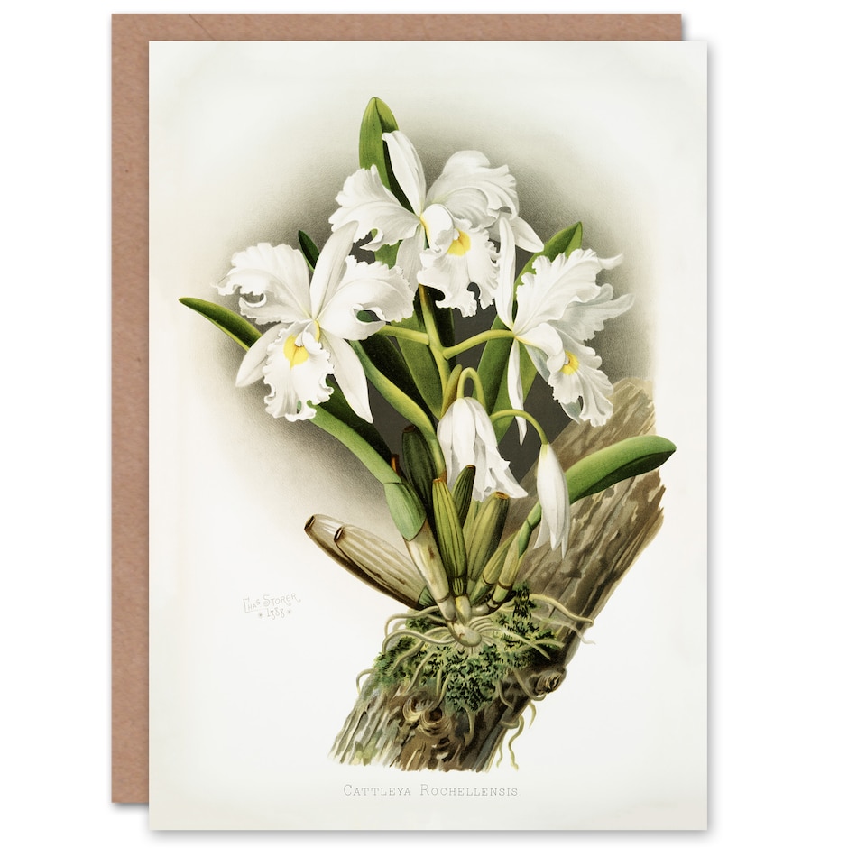 image 1 of Frederick Sander Cattleya Rochellensis Orchid Flowers Art Card