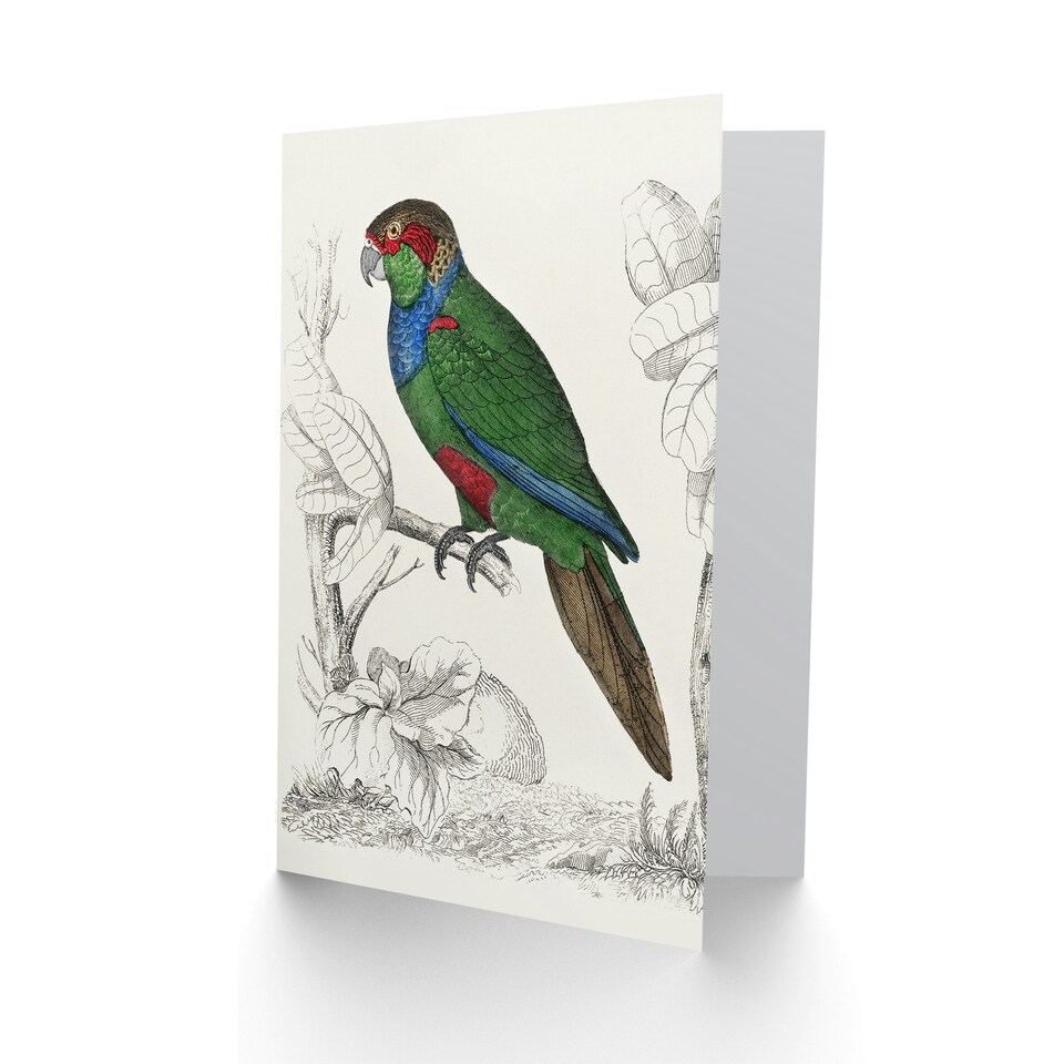 image 1 of Oliver Goldsmith Art Card Parakeet Parrot Bird Drawing