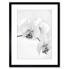Photo Nature Plant Orchid Flower Black White 9x7" Black Framed Wall Art Print