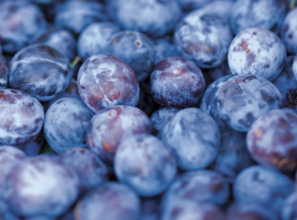 image 1 of Prunus Czar Plum Fruit Tree 5-6ft Supplied in a 7.5 Litre Pot