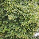 image 2 of Humulus Lupulus (Hop) 9cm Potted Plant x 1