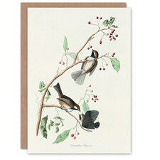 John James Audubon Art Card Canadian Titmouse Bird