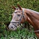 image 1 of Rhinegold Pro-Anatomic Flash Bridle Brown | Size: Full
Colour: H.Brown