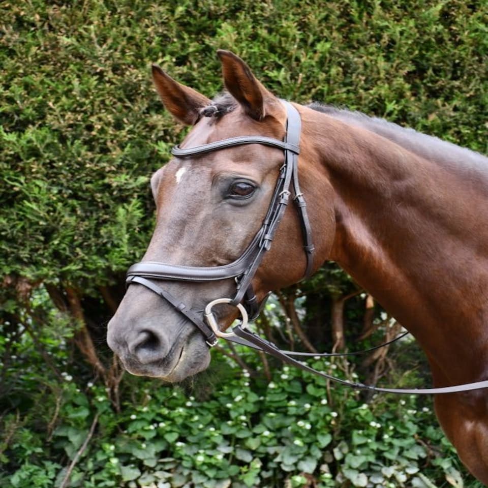image 1 of Rhinegold Pro-Anatomic Flash Bridle Brown | Size: Full
Colour: H.Brown
