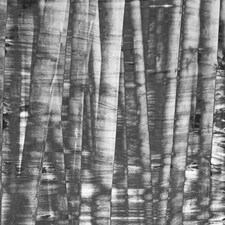 Black and white bamboo (Canvas Print) 24" x 16"