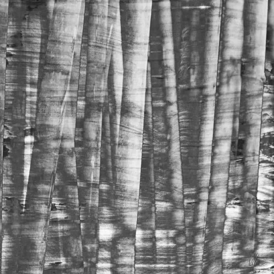 image 1 of Black and white bamboo (Canvas Print) 24" x 16"