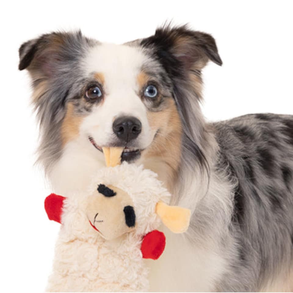 image 1 of Lambchop Ultra Plush Dog Toy with Squeaker Medium | White | Size?: Medium