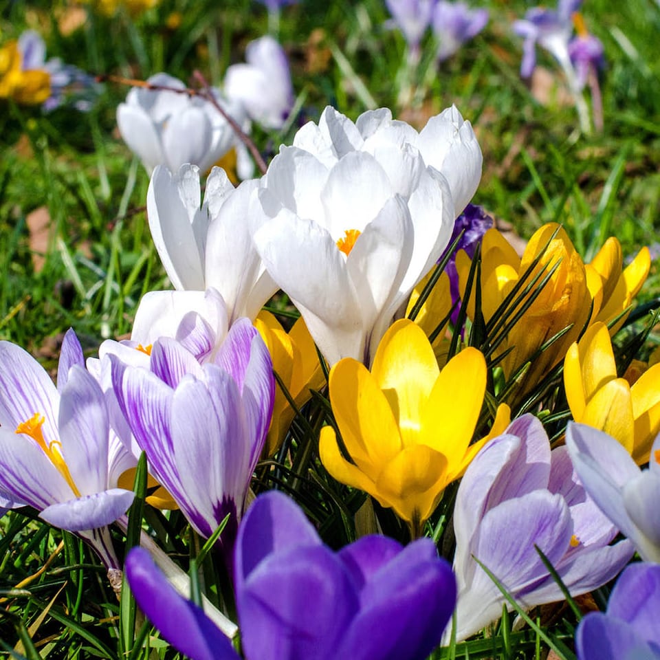 image 1 of YouGarden Crocus 'Large Flowered Mixed', Set of 30 Bulbs for Autumn Planting and Spring Flowers