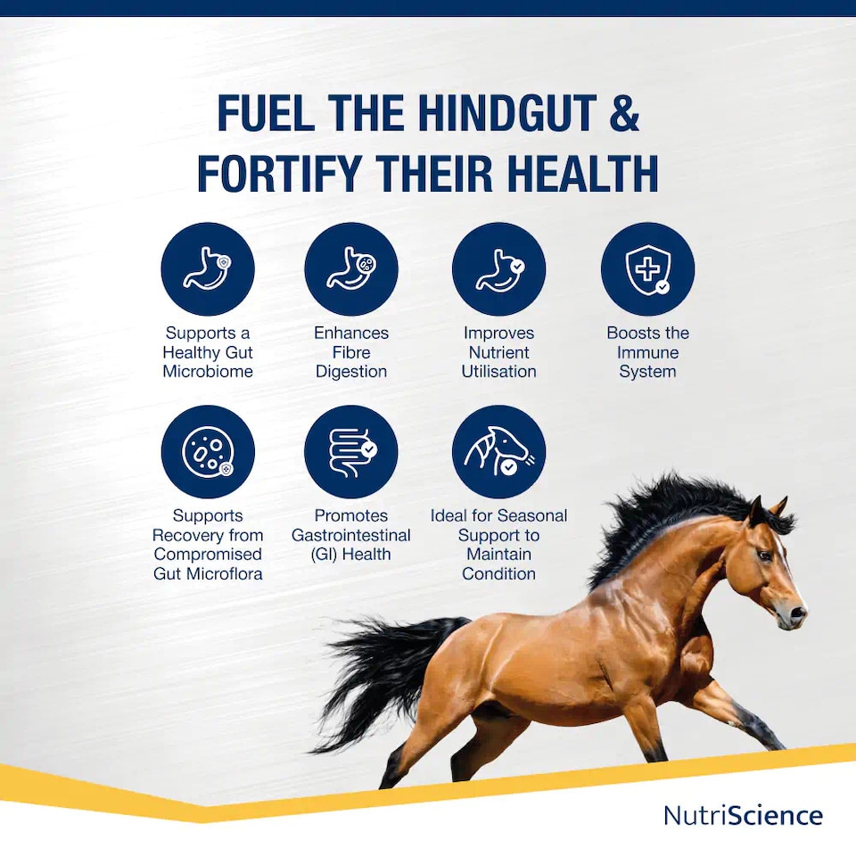 image 1 of NutriScience Horse Gut Gold Supplement Digestive Aid Probiotic Powder Ulcer Support Performance 4.5kg