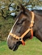 image 4 of Rhinegold Nylon Headcollar Orange | Size: Pony
Colour: Tangerine Orange