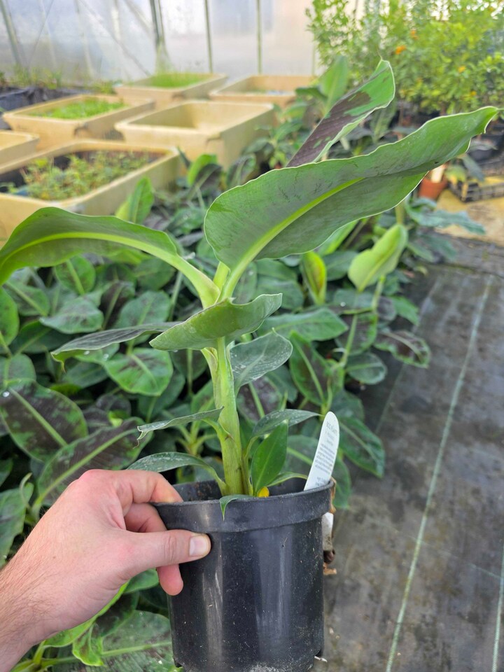 image 1 of Musa 'Tropicana' Banana Plant - Compact Tropical Ornamental