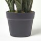 image 5 of Homescapes Green Snake Plant, 74 cm Tall
