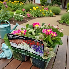 Carbeth Plants Perennial Favourites Mixed - 1 x Jumbo 6 Pack Bedding Plants - Garden Ready
