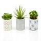 image 5 of Fiori Set of 3 Succulents in Henna Ceramic Pots