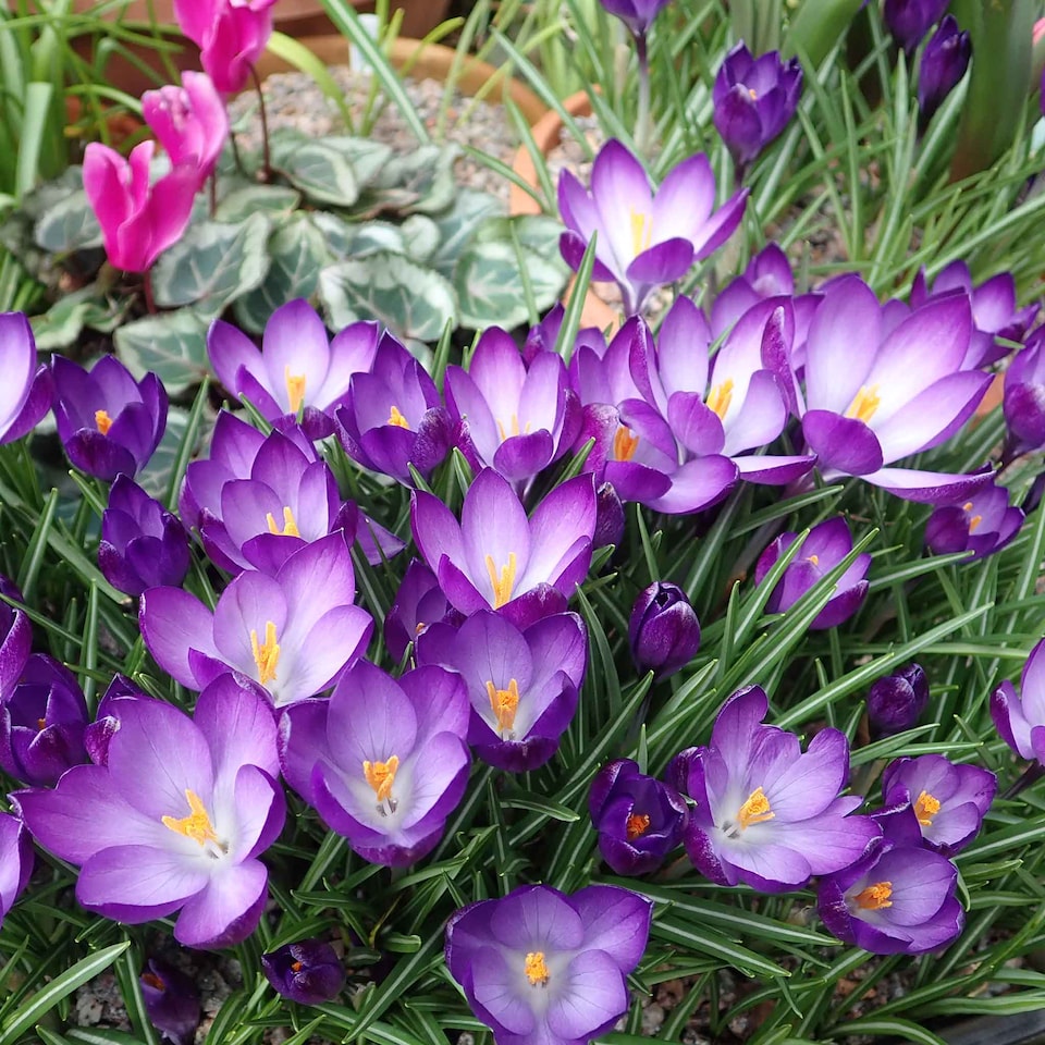 image 1 of Marshalls Garden Spring Joy Bulb Mix - 24 Bulbs