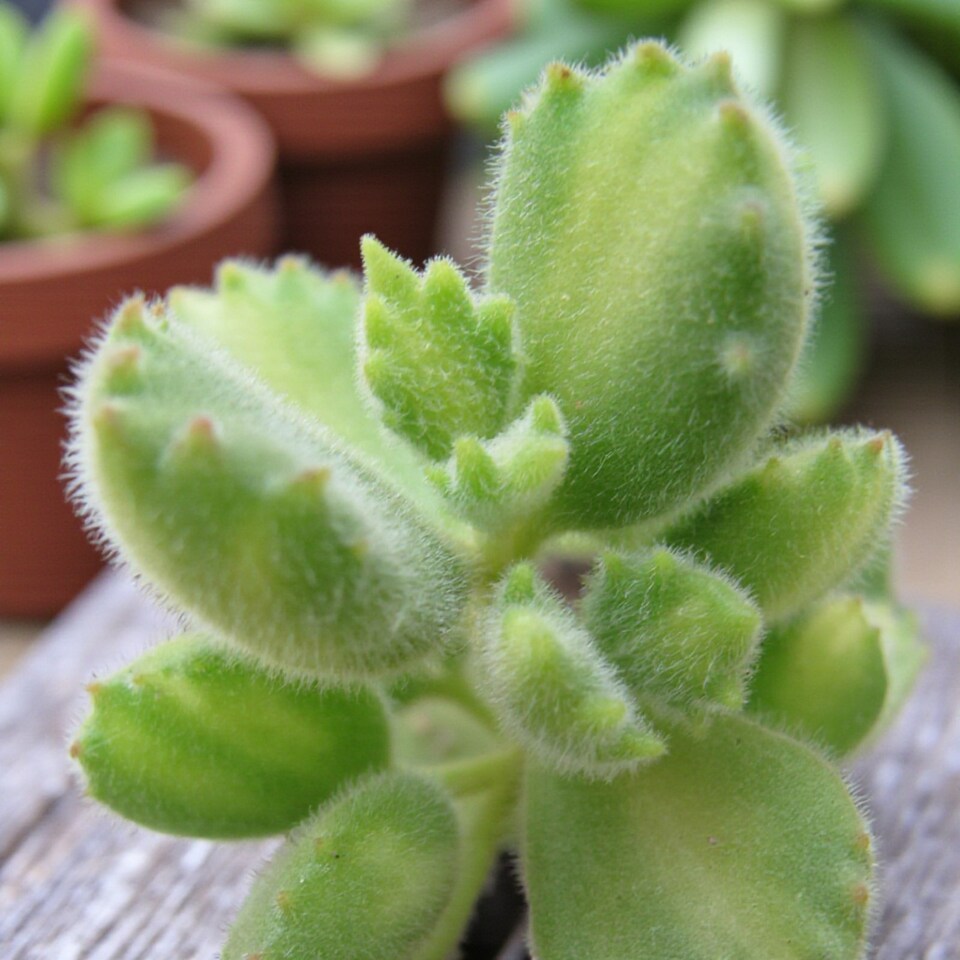 image 1 of 1 x Cotyledon Ladismithiensis Bear Paw Succulent Indoor Plant in 13cm Pot - Fuzzy Easy Care Eye Catching Plant for Home or Office