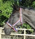 image 1 of Rhinegold Nylon Headcollar Orange | Size: Pony
Colour: Tangerine Orange