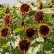 image 4 of Sunflower Shock-O-LAT F1 Chocolate-Bronze Blooms Golden Edges Cut Flower Bee-Friendly Easy Grow 1 Seed Packet