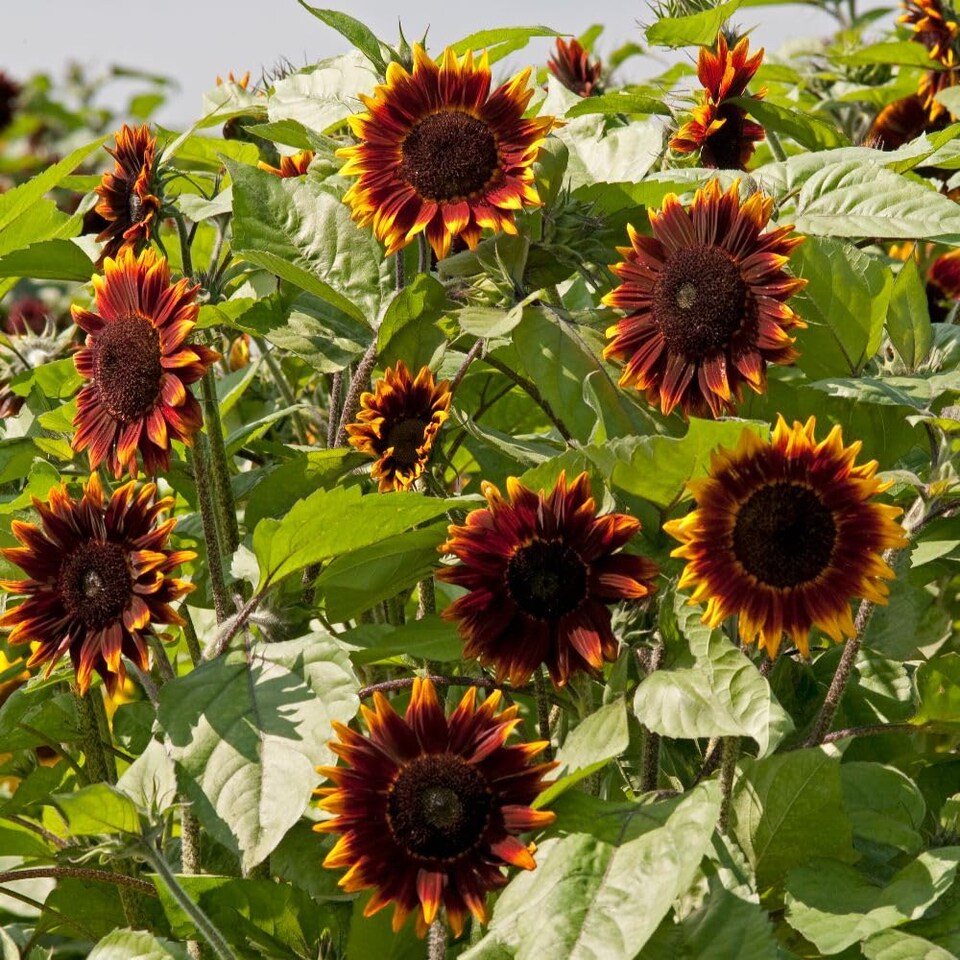 image 1 of Sunflower Shock-O-LAT F1 Chocolate-Bronze Blooms Golden Edges Cut Flower Bee-Friendly Easy Grow 1 Seed Packet