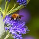 image 1 of Caryopteris Sapphire Dream 9cm Potted Plant x 1