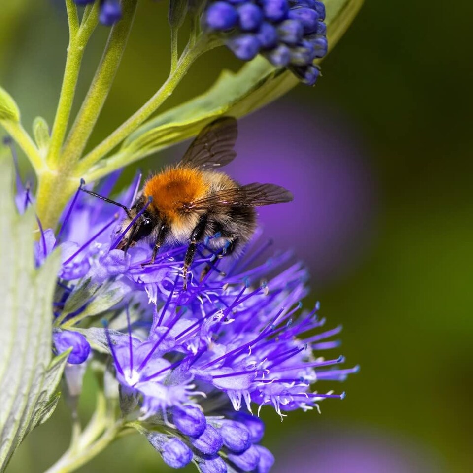 image 1 of Caryopteris Sapphire Dream 9cm Potted Plant x 1