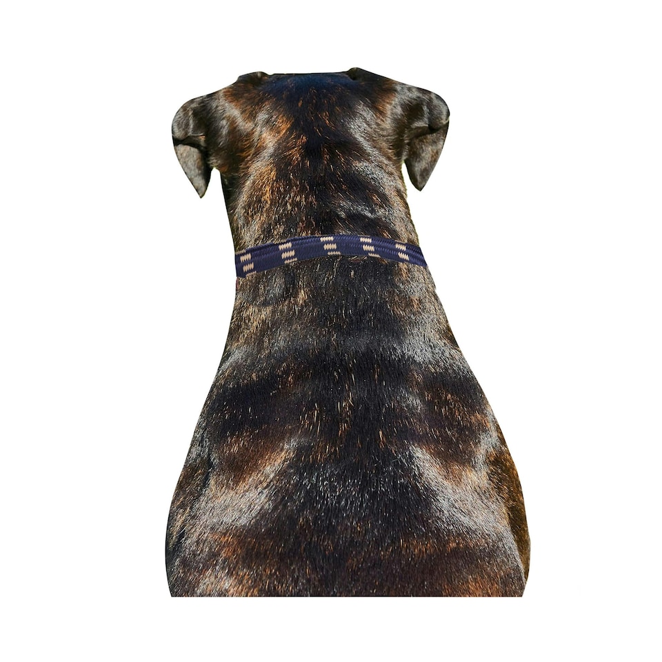 image 1 of Weatherbeeta Rope Leather Dog Collar - Navy/Brown - M